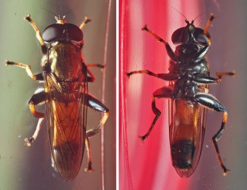 Xylota segnis