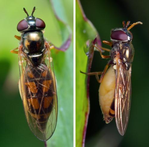 Melanostoma mellinum