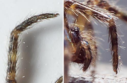 Réf. 297 412 : Segestria sp.