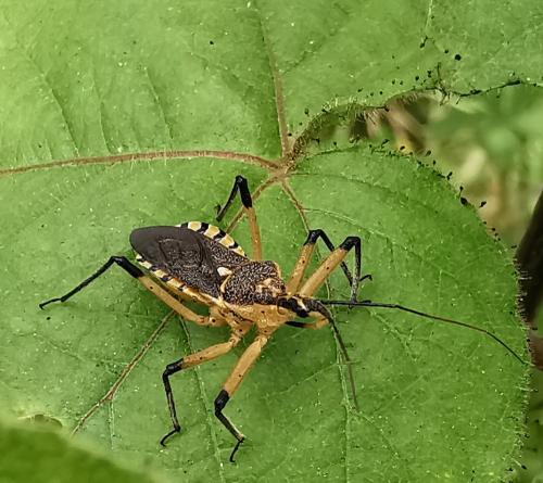 Rhynocoris violentus