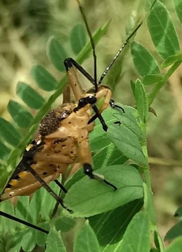 Rhynocoris violentus