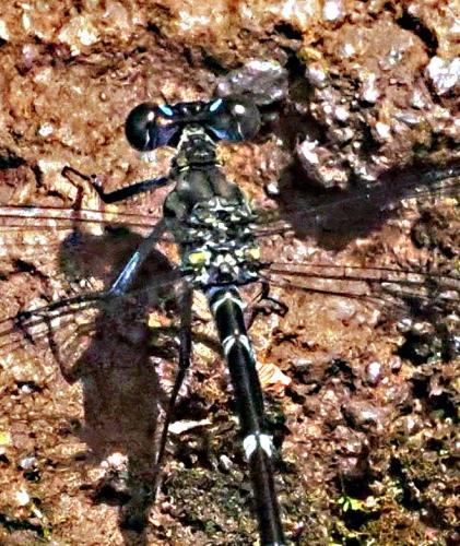 Réf. 297 651 : Caledopteryx maculata