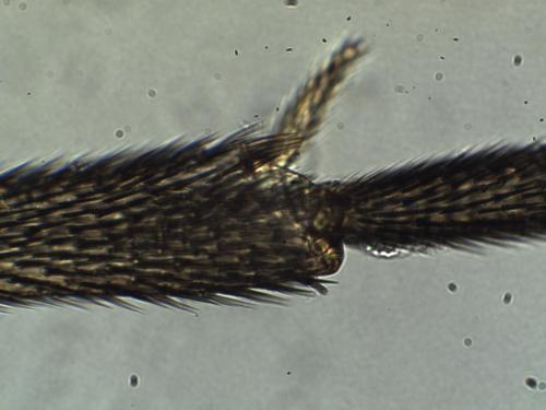 Bradysia sp.