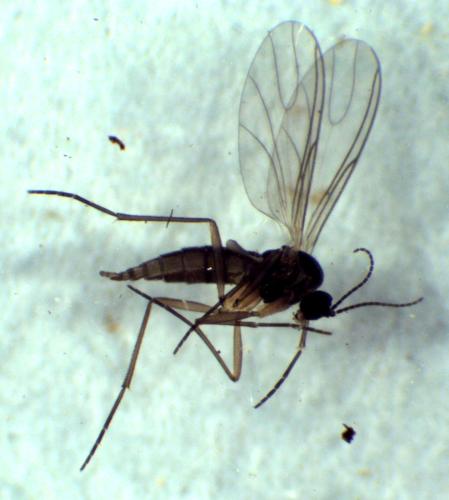 Bradysia sp.