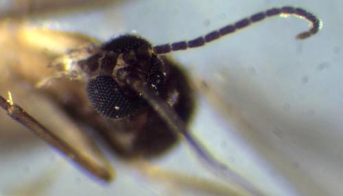 Bradysia sp.