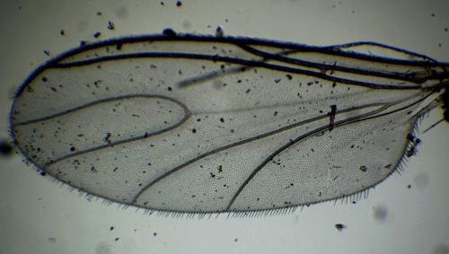Bradysia sp.