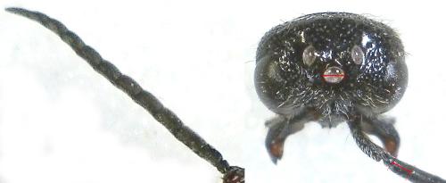 Physetopoda lucasii
