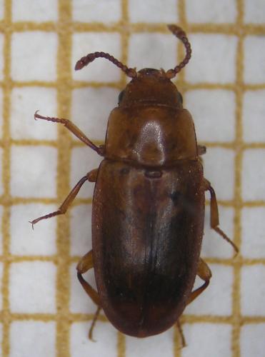 Réf. 297 035 : Antherophagus pallens