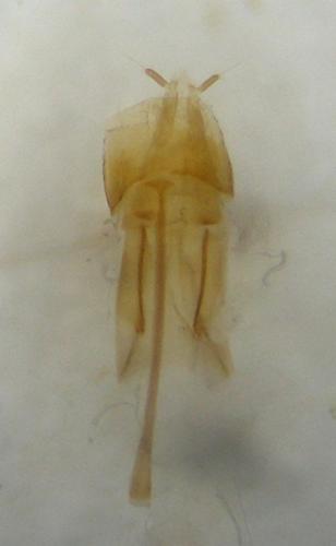 Réf. 297 041 : Antherophagus pallens