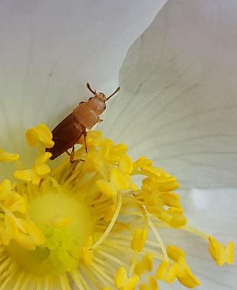 Réf. 297 034 : Antherophagus pallens