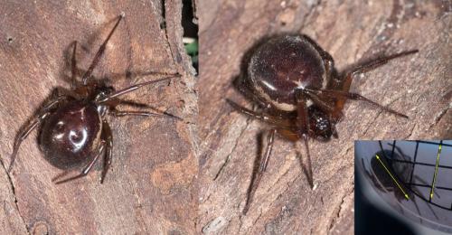 Réf. 297 485 : Steatoda nobilis
