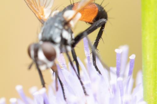 Cylindromyia brassicaria