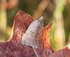 297343 – Photo : Alexandre Van der Yeught – France (83)