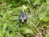 297145 – Photo : Oedipoda – France (65)