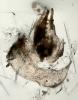 Rymosia sp.