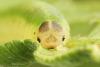 297975 – Photo : Andrey Ponomarev – Russie