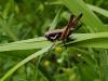 297434 – Photo : Ivan Jaubertie – France (12)