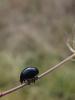297049 – Photo : Ivan Jaubertie – France (82)