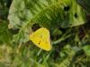 297070 – Photo : Ivan Jaubertie – France (82)