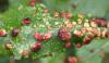 297633 – Photo : Catherine Reymonet-Smitten – France (19)