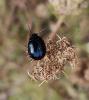 297236 – Photo : Ivan Jaubertie – France (82)