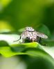 297374 – Photo : roy – France (85)