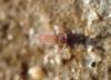 297060 – Photo : Guénael Hallart – France (02)