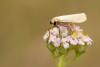 297687 – Photo : Jessica Joachim – France (81)