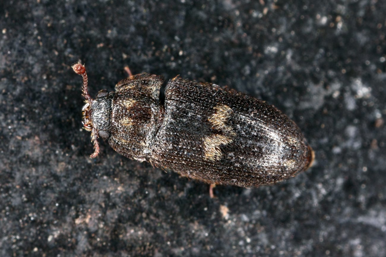 Cédric Alonso - Biphyllus lunatus - réf. 297676 (1300 x 867 pixels, 209 ko)