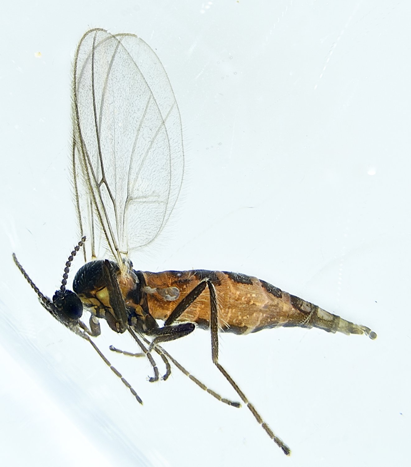 roy - Micromyinae inconnu - réf. 297660 (1321 x 1500 pixels, 189 ko)