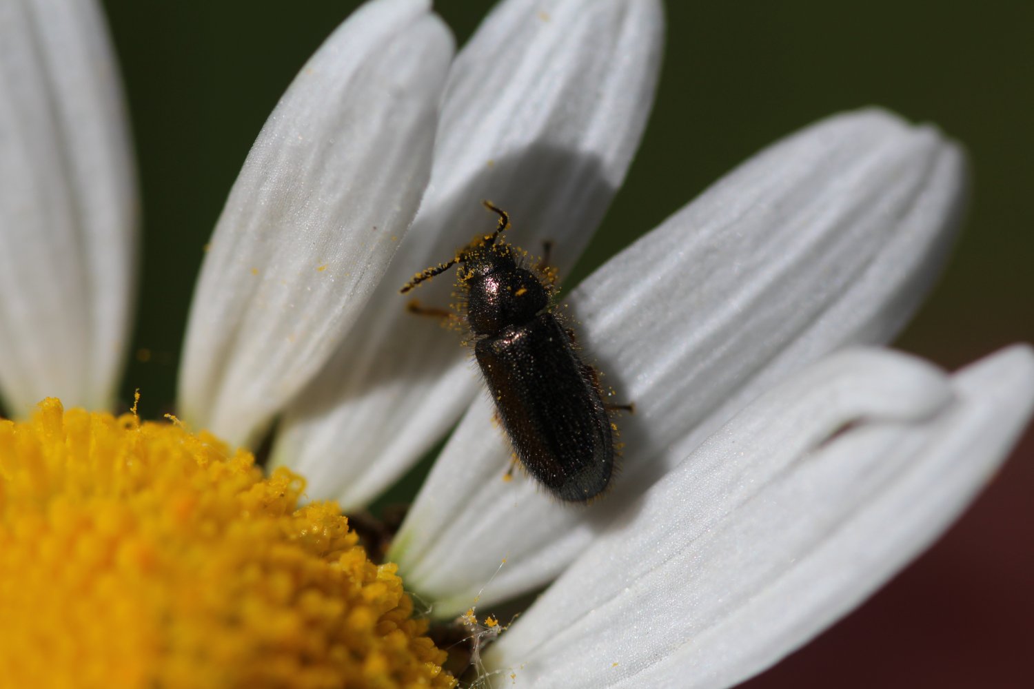Tristan CAUDAL - Aplocnemus sp. - réf. 297361 (1500 x 1000 pixels, 119 ko)