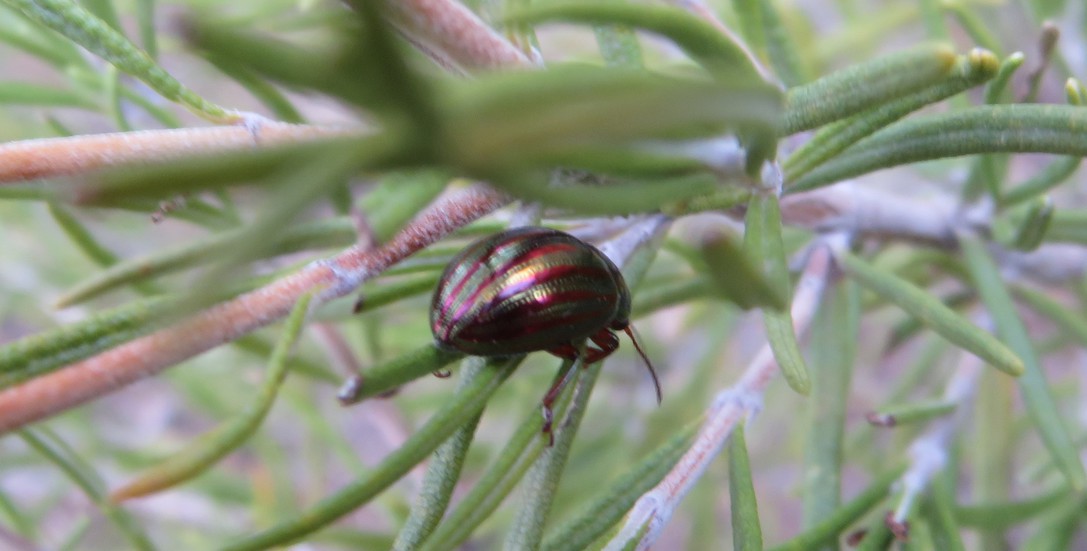 oss007 - Chrysolina (Taeniochrysea) americana - réf. 297532 (1087 x 551 pixels, 128 ko)