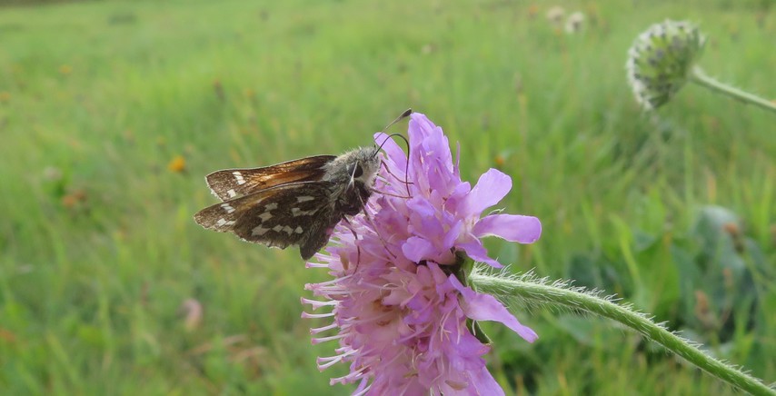 oss007 - Hesperia comma - réf. 297789 (854 x 436 pixels, 99 ko)