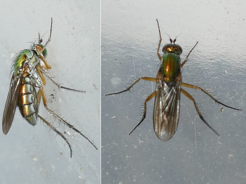 Bobabar - Poecilobothrus nobilitatus - réf. 297856 (1024 x 768 pixels, 137 ko)