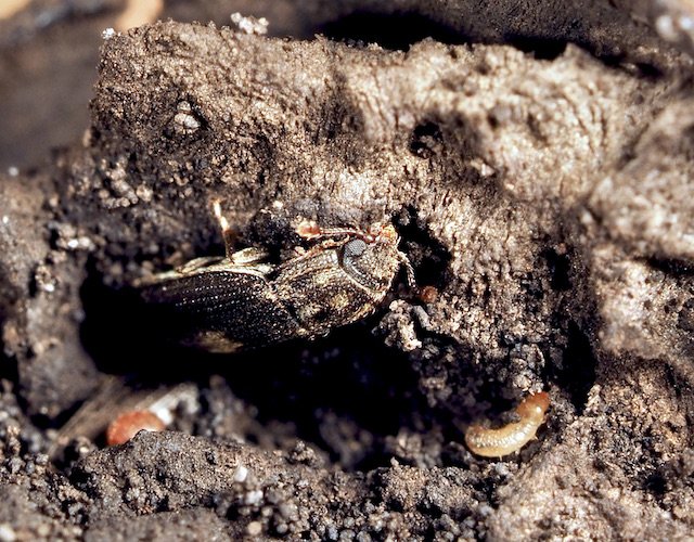 vanderbergh - Biphyllus lunatus - réf. 297673 (640 x 500 pixels, 116 ko)