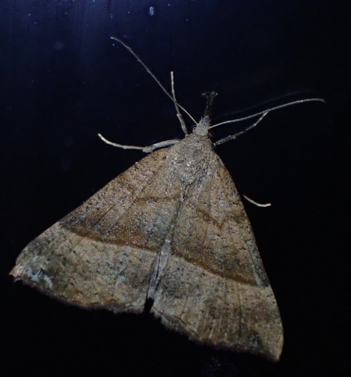 Catherine Reymonet-Smitten - Hypena proboscidalis - réf. 297619 (1150 x 1236 pixels, 145 ko)