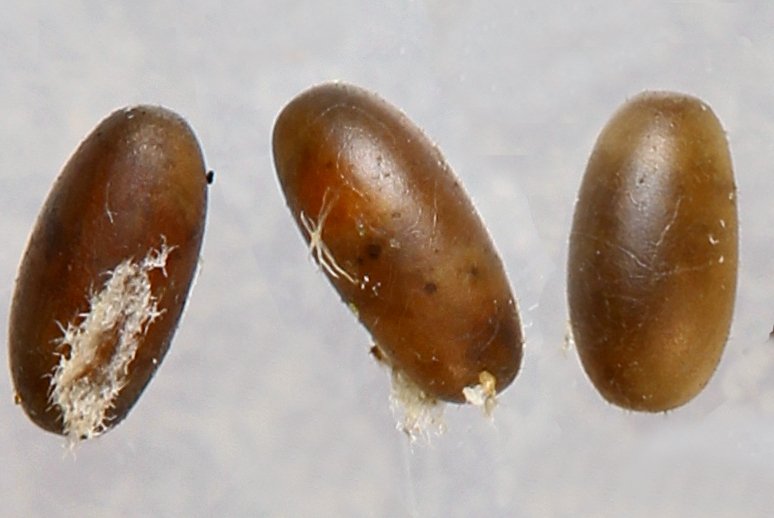 Michel Bertrand - Chrysolina (Taeniochrysea) americana - réf. 297027 (774 x 518 pixels, 49 ko)