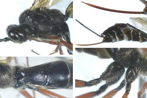 Arenetra pilosella