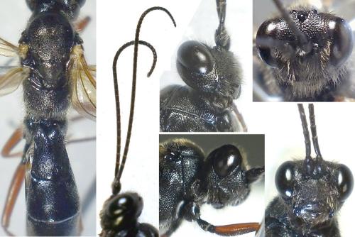 Arenetra pilosella