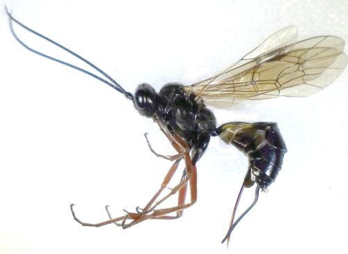 Arenetra pilosella
