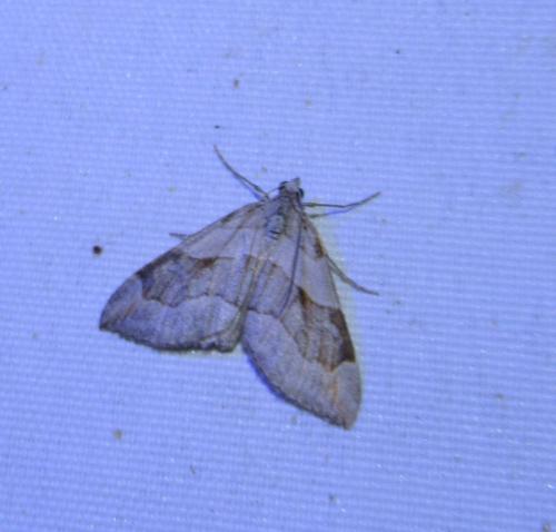 Réf. 298 348 : Aplocera efformata