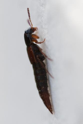 Mycetoporus sp.