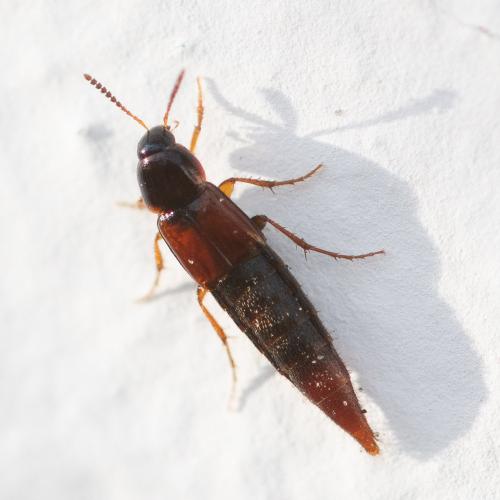 Réf. 298 879 : Mycetoporus sp.