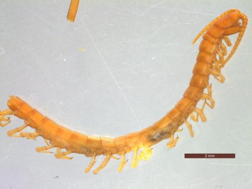 Cryptops anomalans