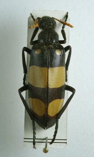 Hycleus sp.