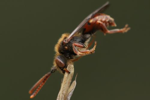 Réf. 298 014 : Nomada (armata)