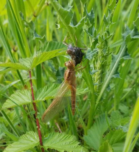 Réf. 298 510 : Crocothemis erythraea