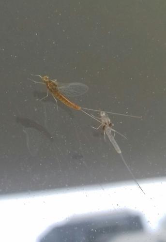 Cloeon dipterum