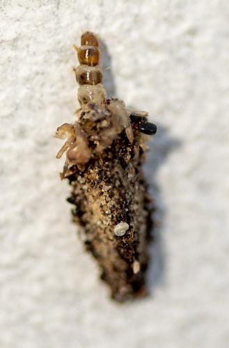 Dahlica triquetrella
