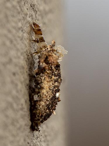 Dahlica triquetrella